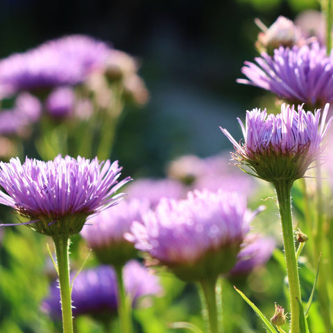 Flowers & Plants