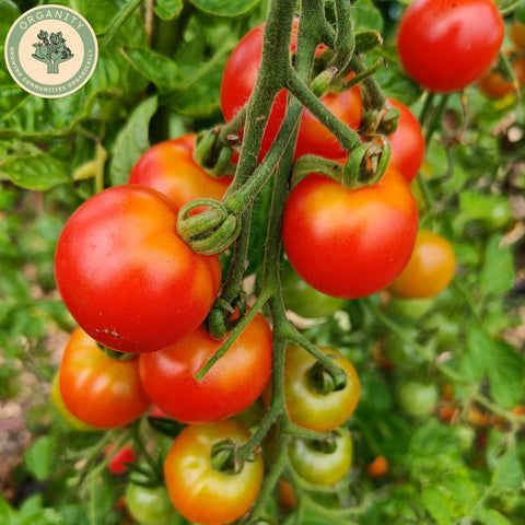 Tomato Selection