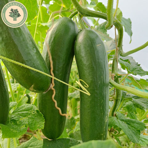 Cucumber
