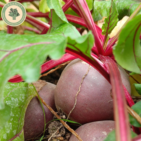Beetroot - Bunched