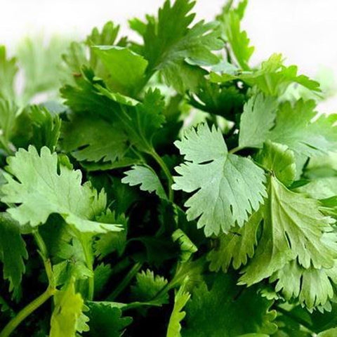 Parsley