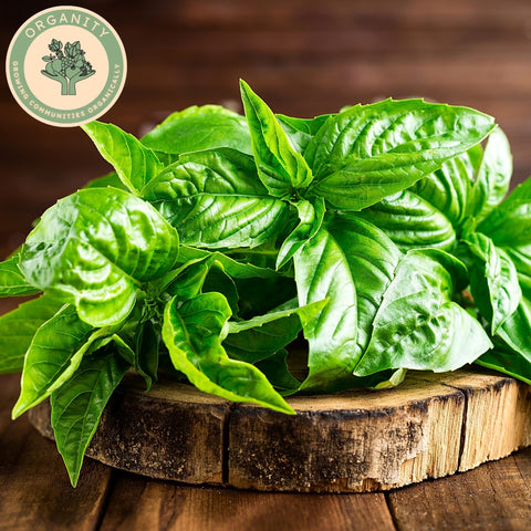 Basil