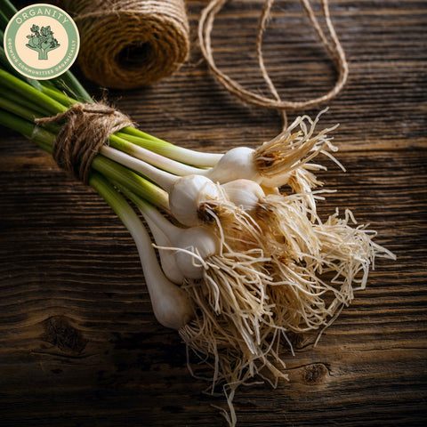 Onion - Spring