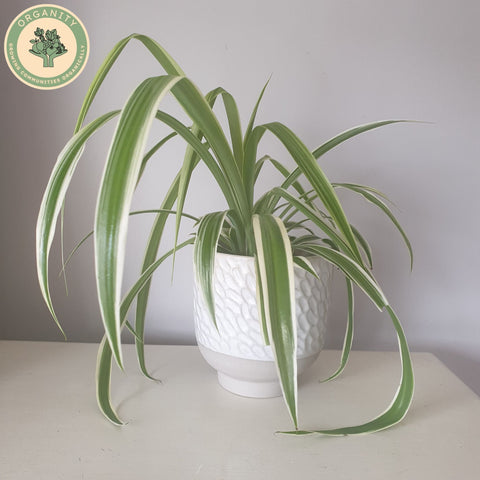 Spider Plant